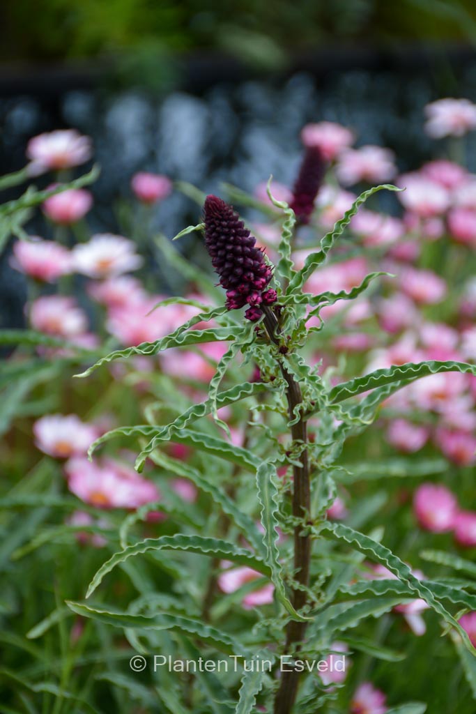 Lysimachia atropurpurea