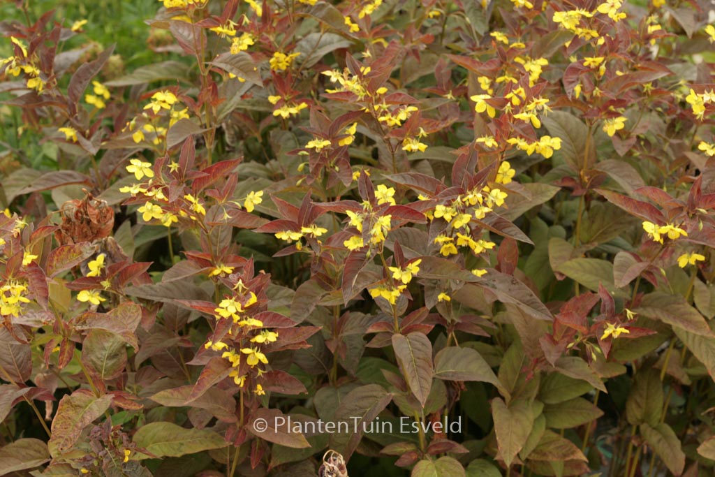 Lysimachia ciliata ‘Firecracker’