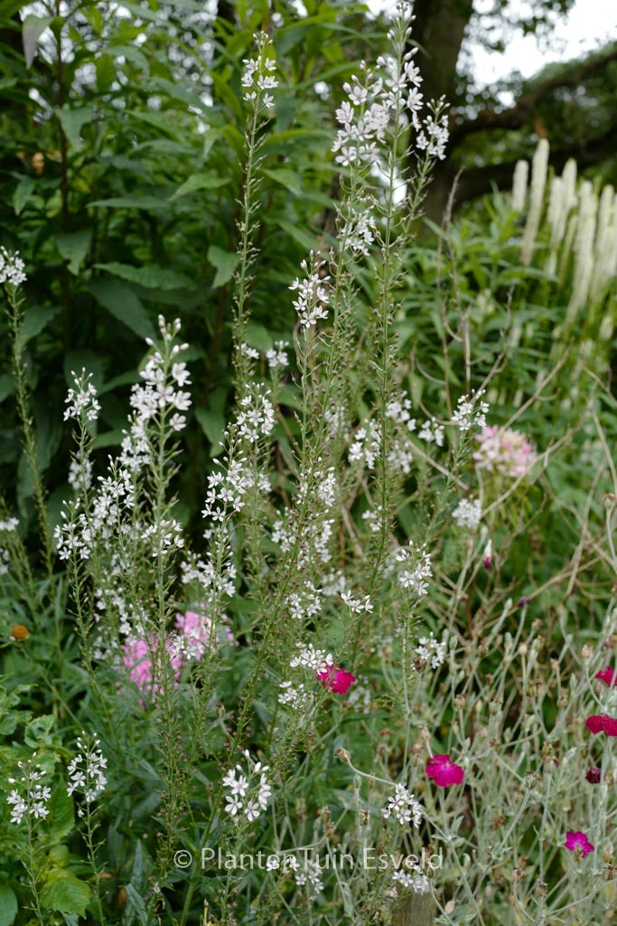 Lysimachia ephemerum
