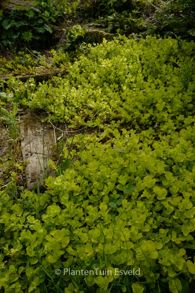 Lysimachia nummularia ‘Aurea’