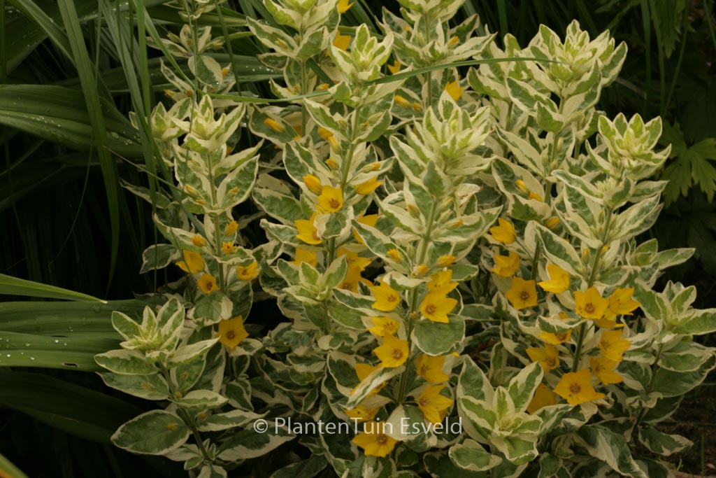 Lysimachia punctata ‘Alexander’