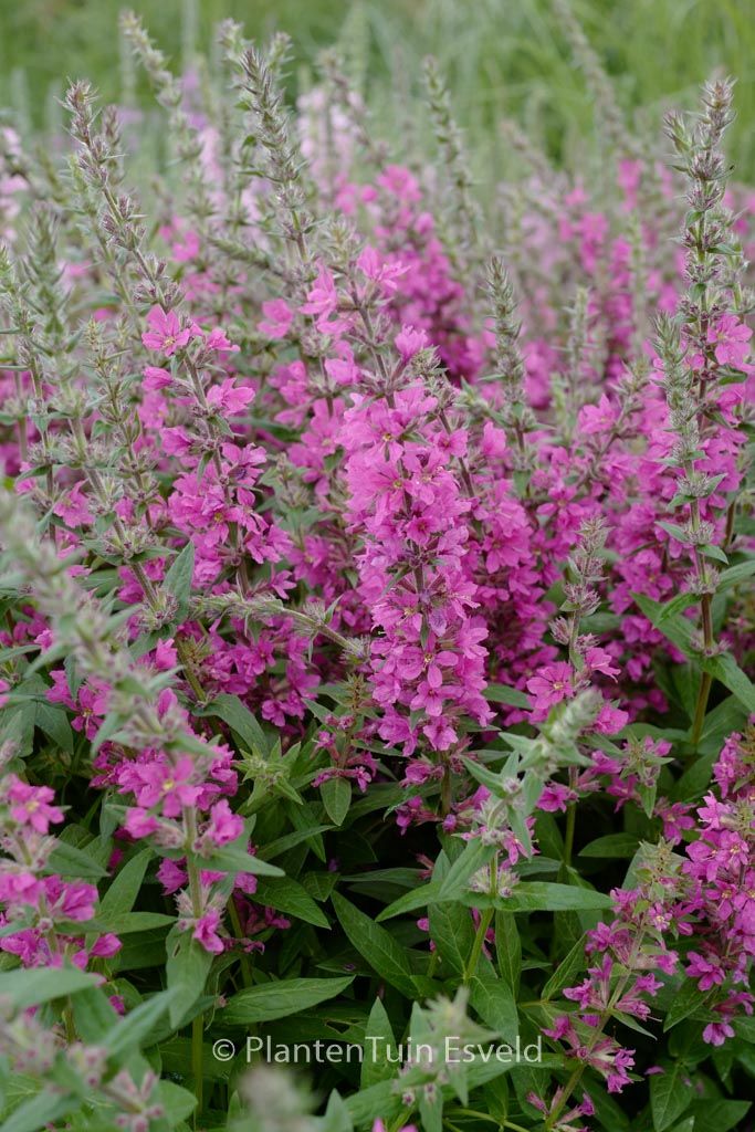 Lythrum salicaria ‘Pink Blush’