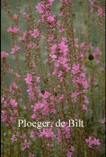 Lythrum virgatum ‘Dropmore Purple’