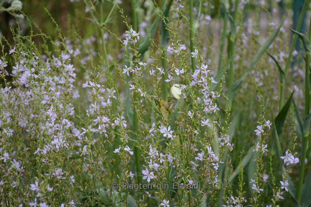 Lythrum virgatum ‘White Swirl’