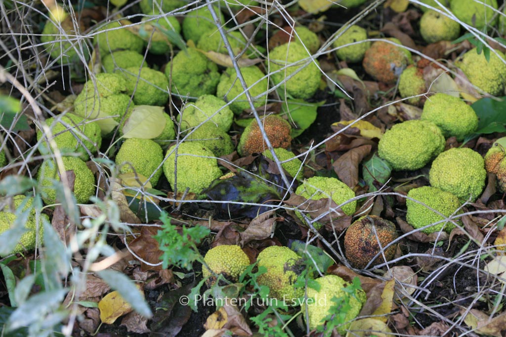 Maclura pomifera