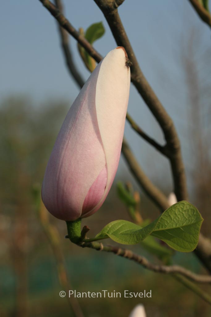 Magnolia ‘Anne Rosse’ x ‘Leda’