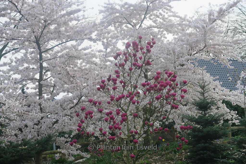 Magnolia ‘Antje Zandee’