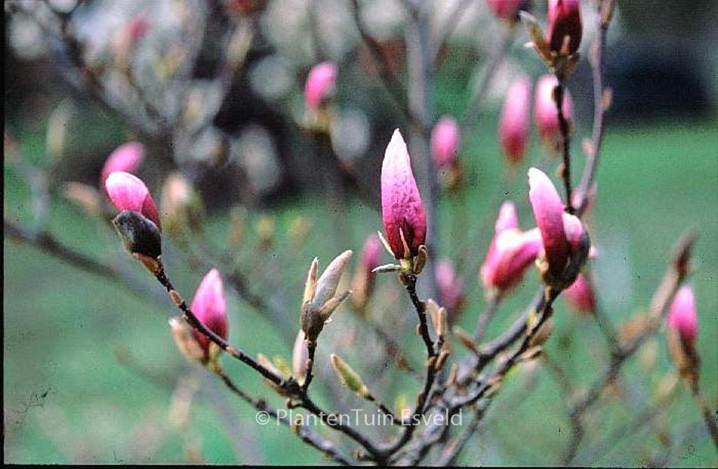Magnolia ‘Betty’