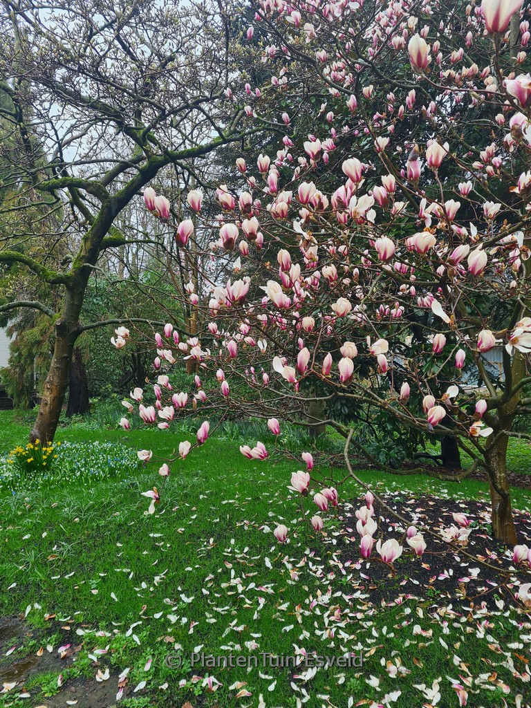 Magnolia ‘Bjuv’