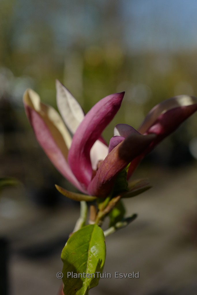 Magnolia ‘Black Beauty’