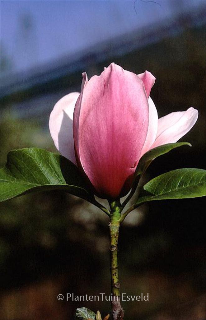 Magnolia ‘Caerhays Belle’