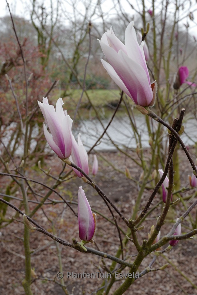 Magnolia ‘Chang Hua’ (CHAMELEON)