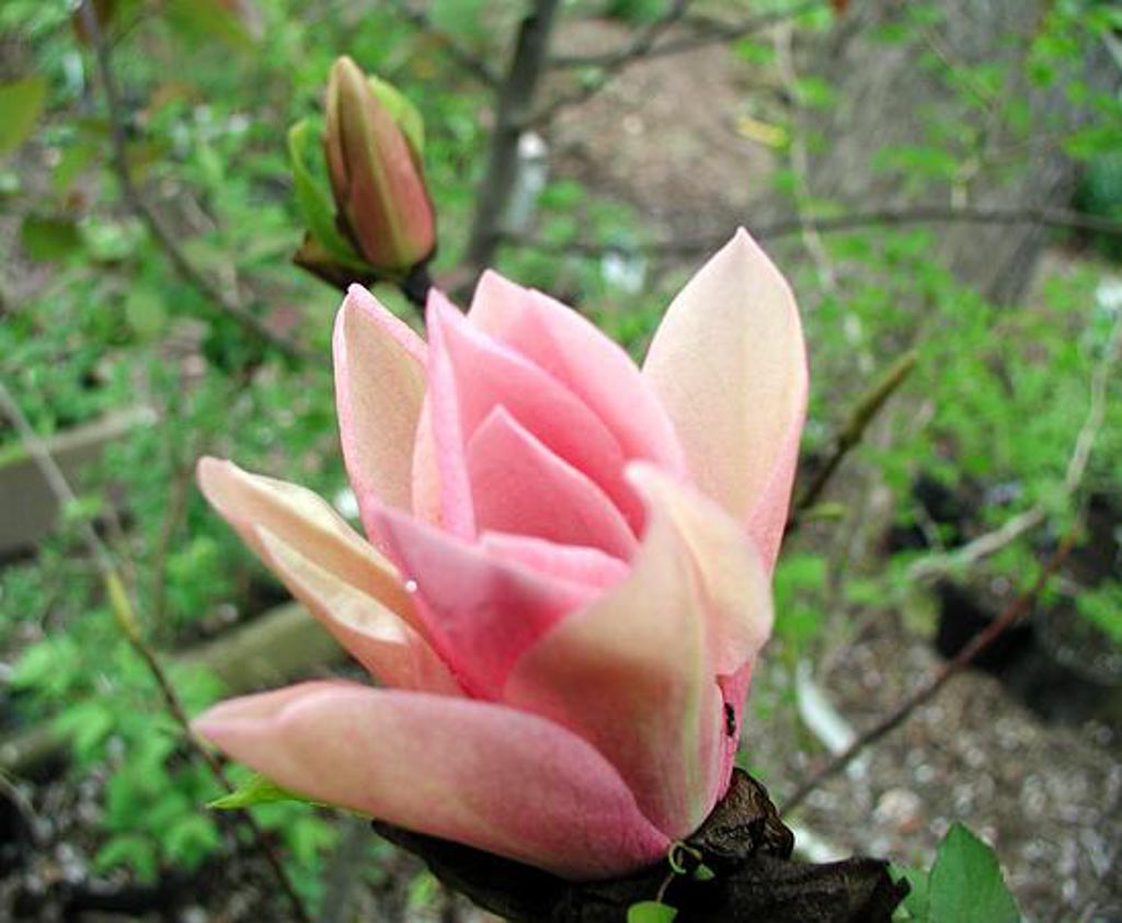 Magnolia ‘Coral Lake’