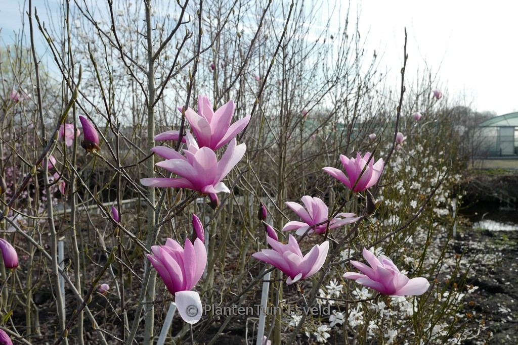 Magnolia ‘Early Rose’