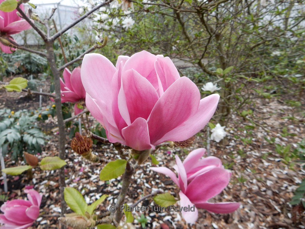 Magnolia ‘Emperor’