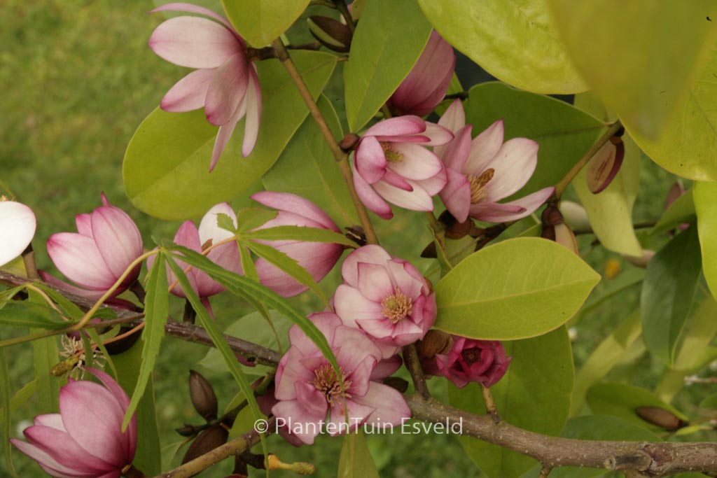 Magnolia ‘Fairy Magnolia Blush’