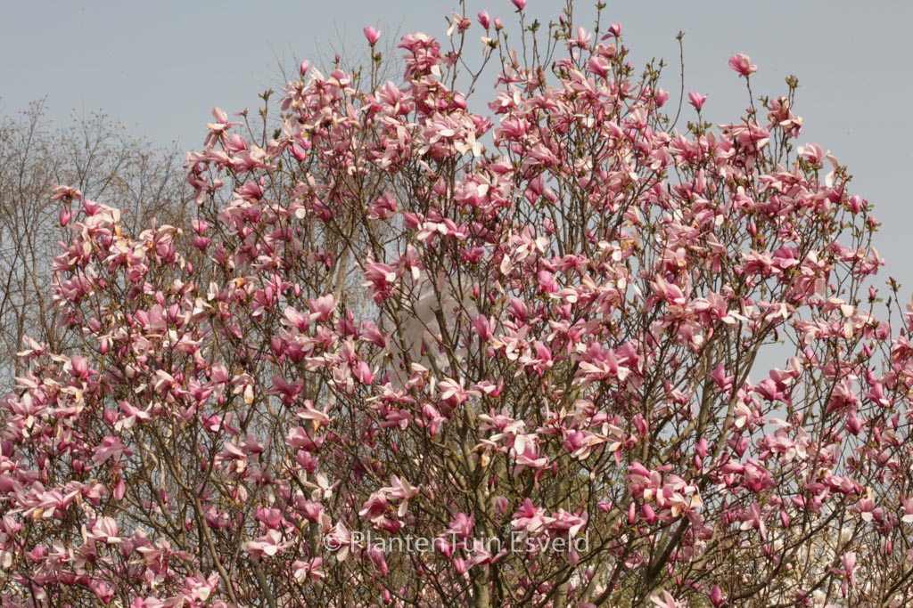 Magnolia ‘Galaxy’