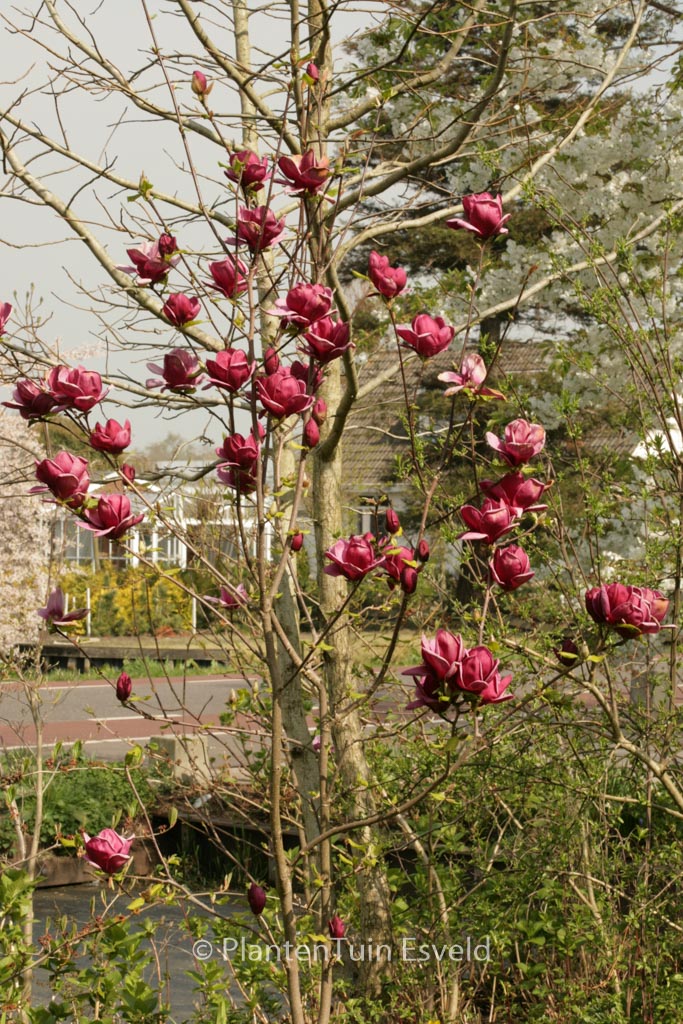 Magnolia ‘Genie’