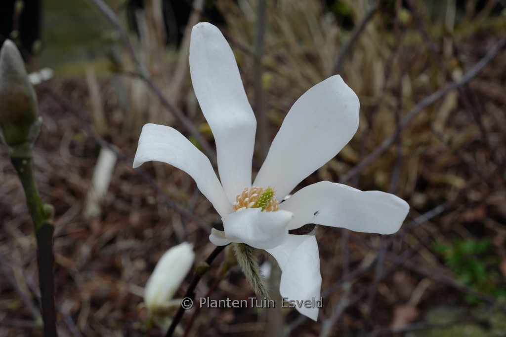 Magnolia ‘Grayswood’