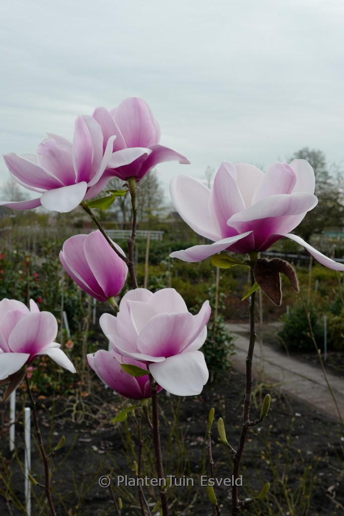 Magnolia ‘Hannah’