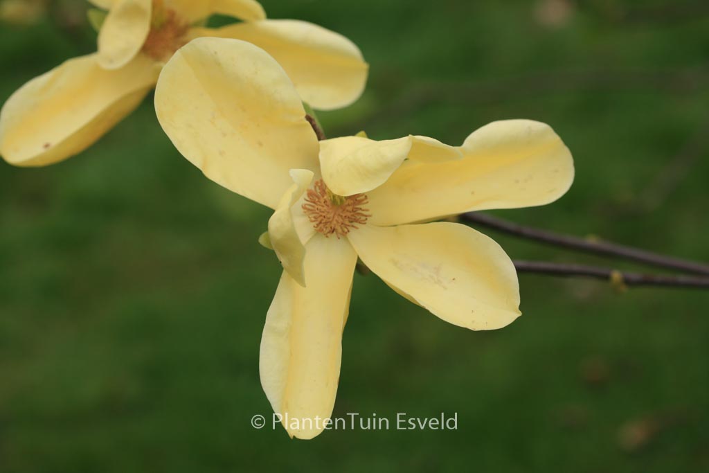 Magnolia ‘Honey Liz’