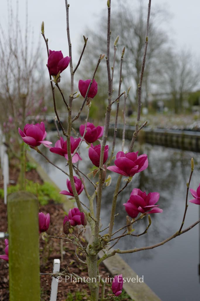 Magnolia ‘Ian’s Red’
