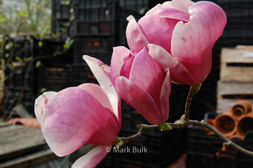 Magnolia ‘Joe McDaniel’