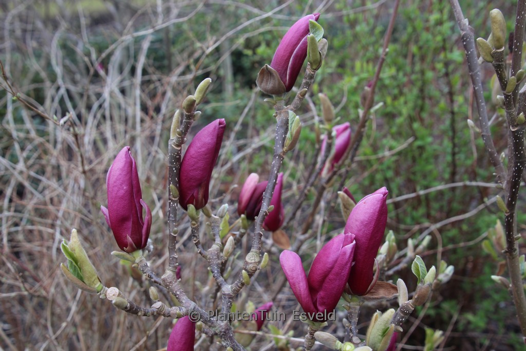 Magnolia ‘March Till Frost’