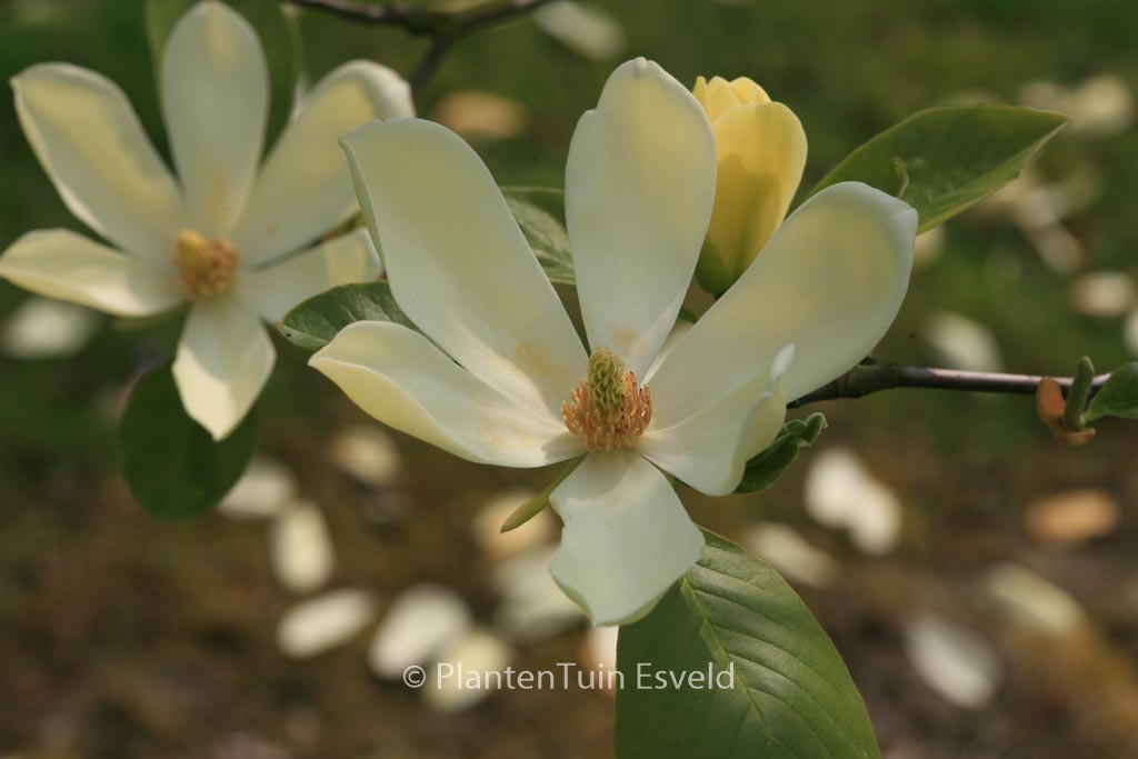 Magnolia ‘Maxine Merrill’