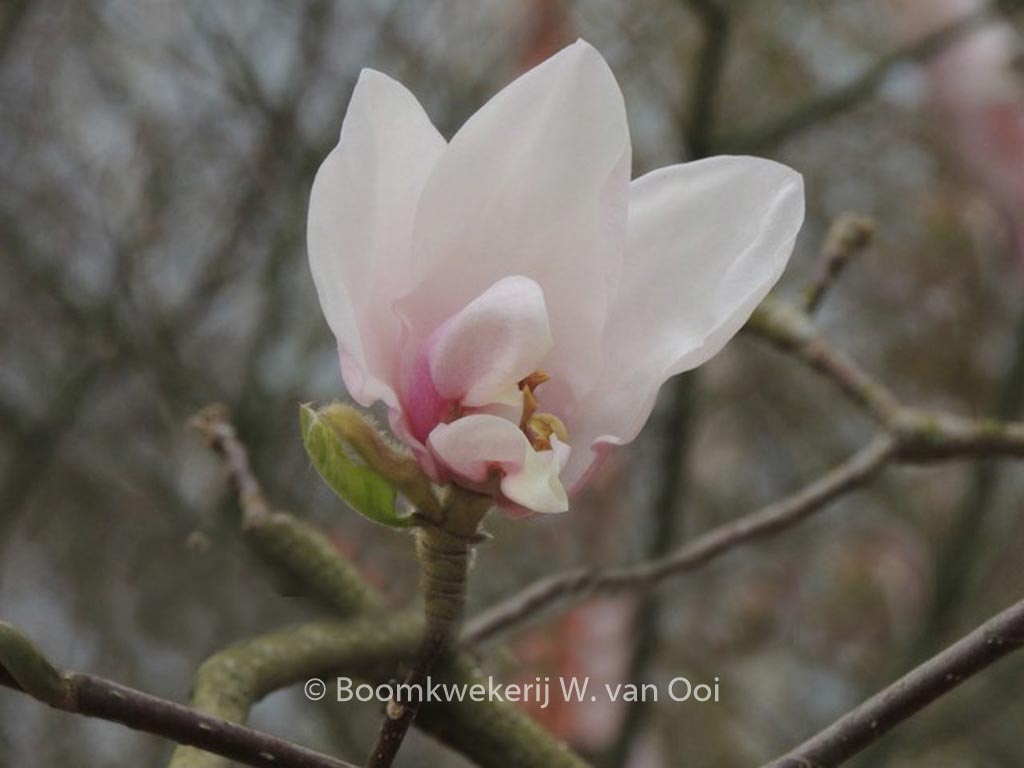 Magnolia ‘Milky Way’