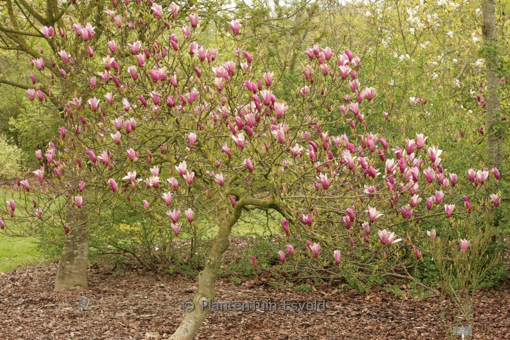 Magnolia ‘Orchid’