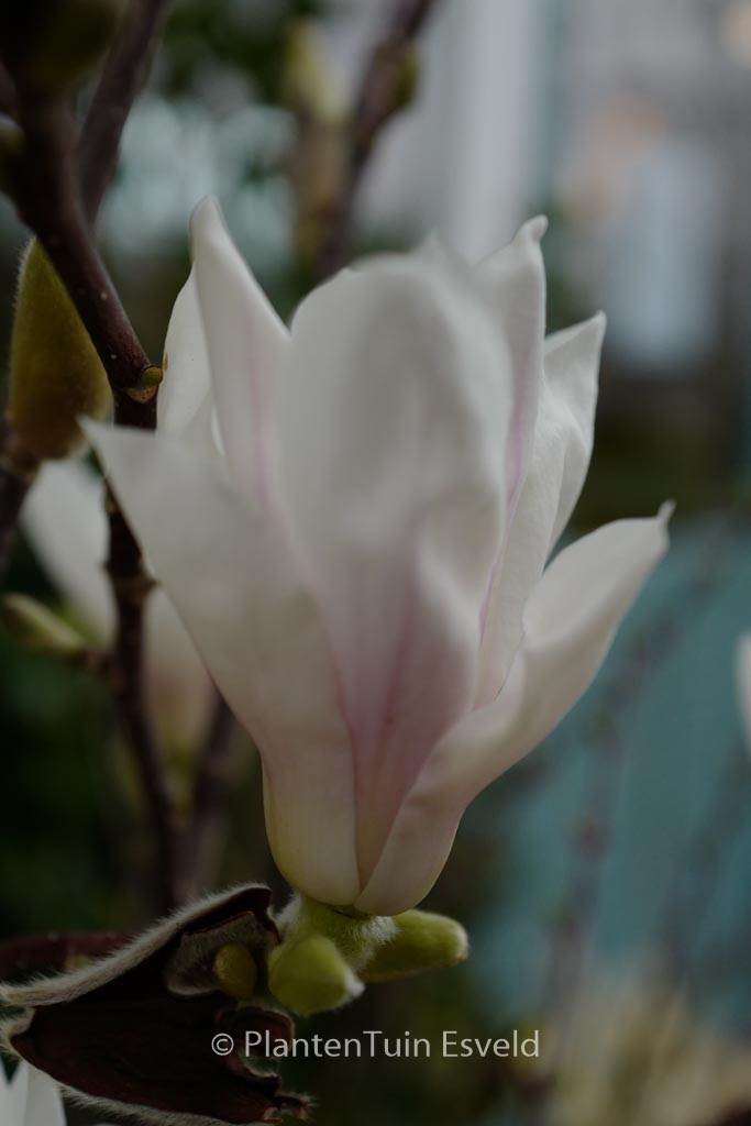 Magnolia ‘Pegasus’