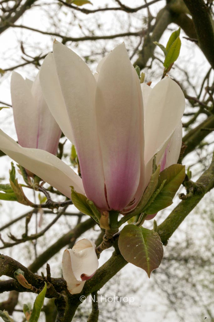 Magnolia ‘Peppermint Stick’