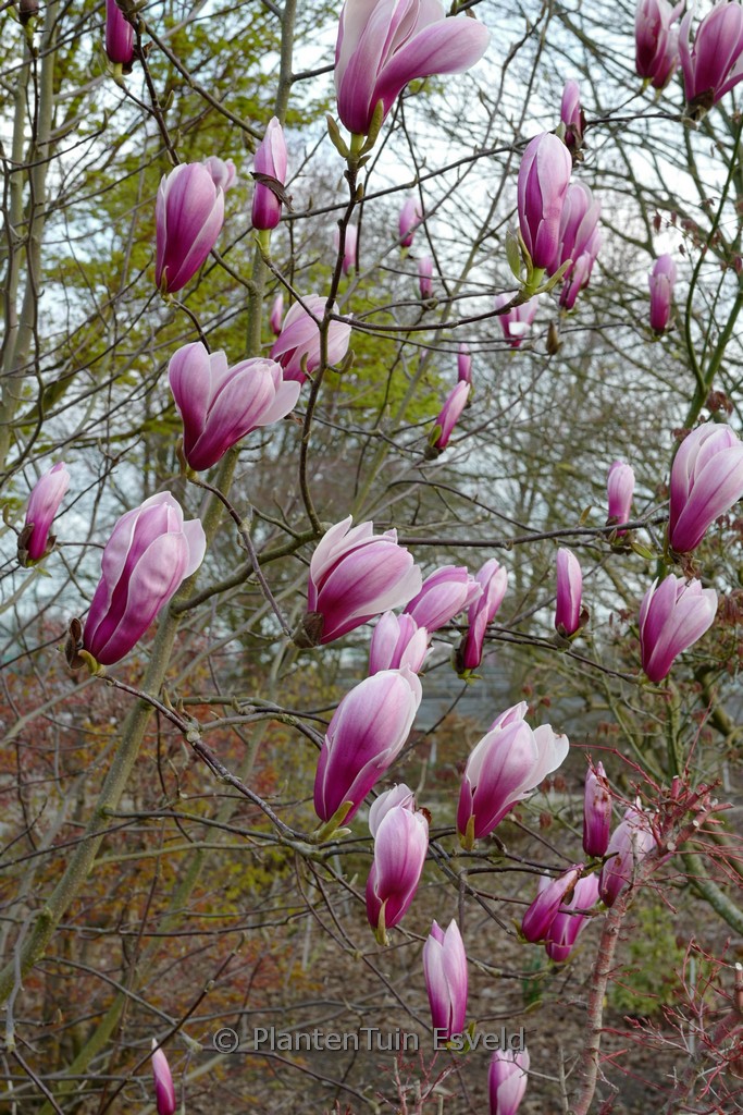 Magnolia ‘Pickard’s Schmetterling’