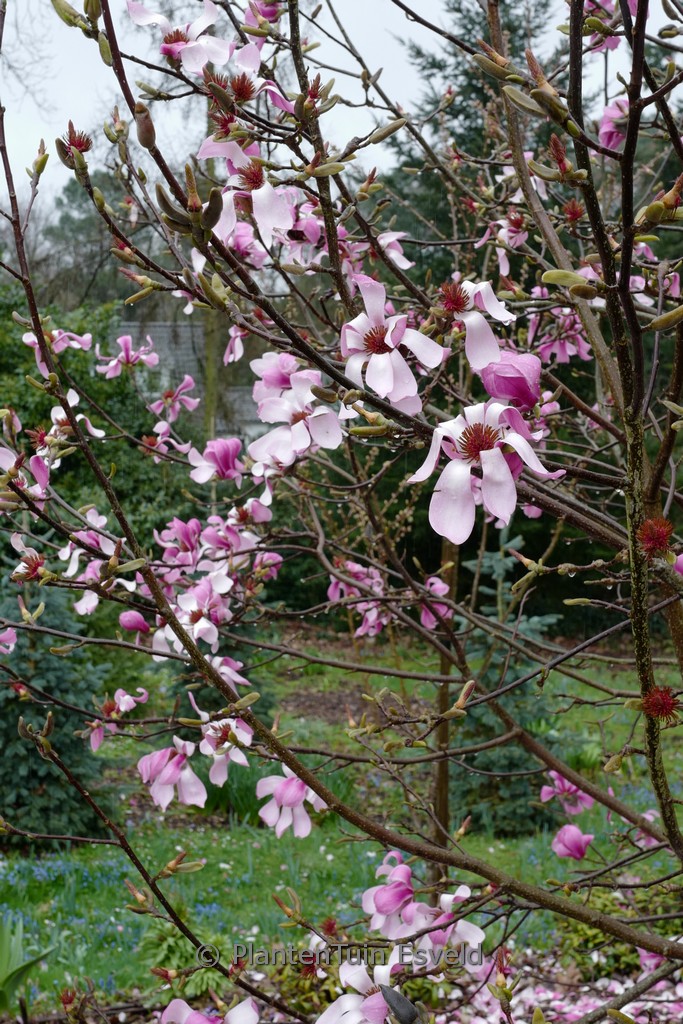 Magnolia ‘Purple Star’
