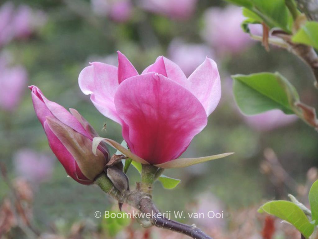 Magnolia ‘Red As Red’