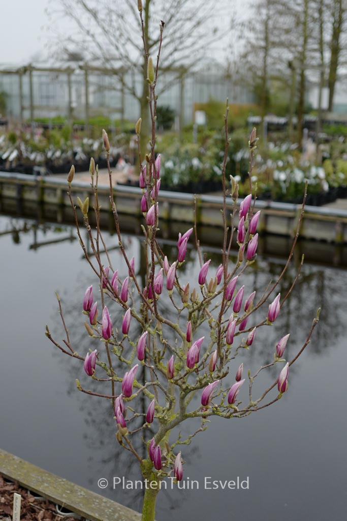 Magnolia ‘Red Lucky’
