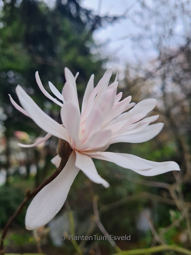 Magnolia ‘Royal Crown’