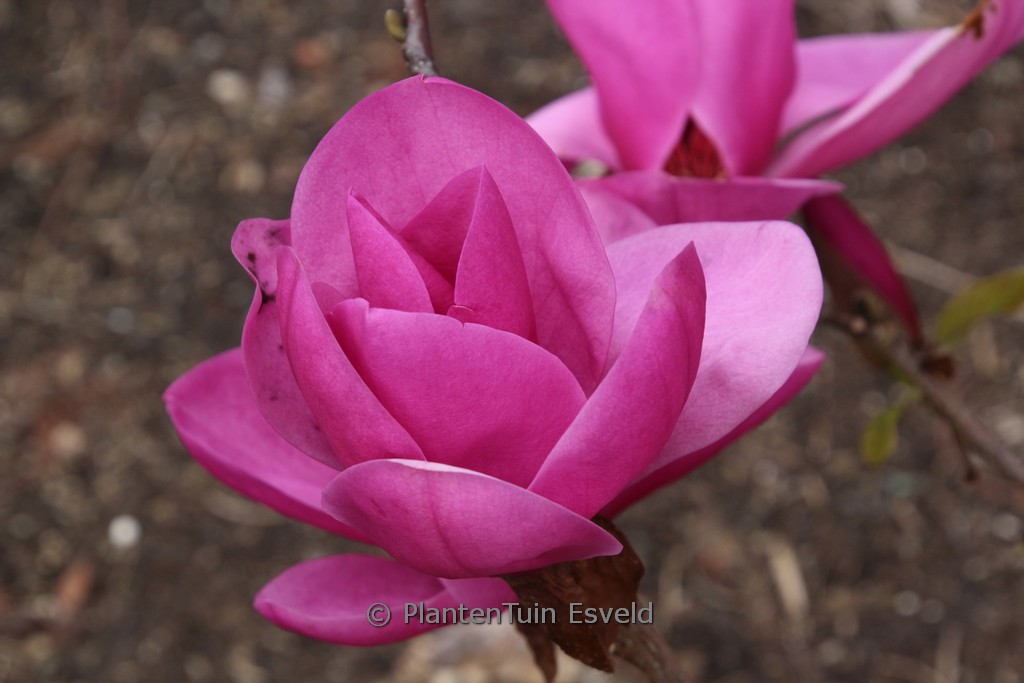 Magnolia ‘Royal Purple’