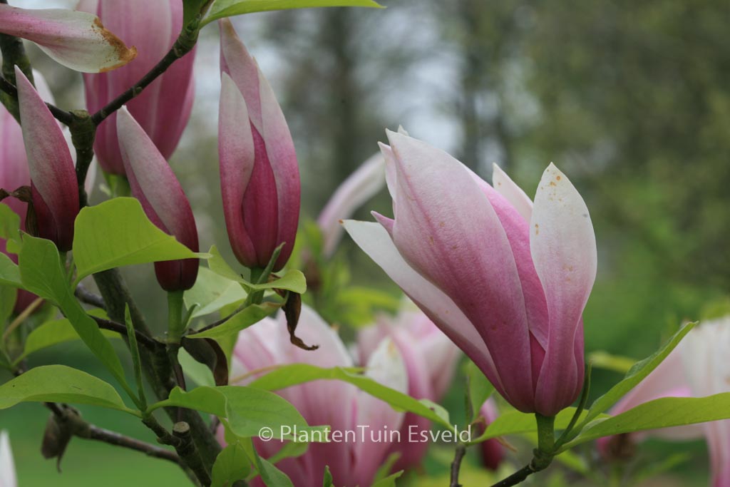 Magnolia ‘Sentinel’