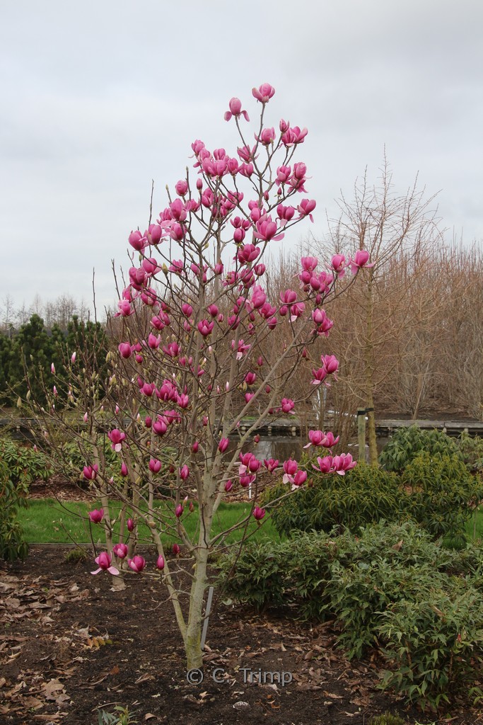 Magnolia ‘Shirazz’