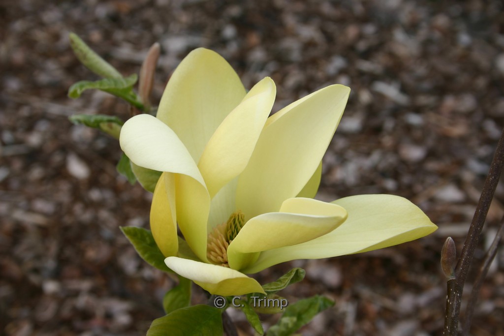 Magnolia ‘Solar Flair’