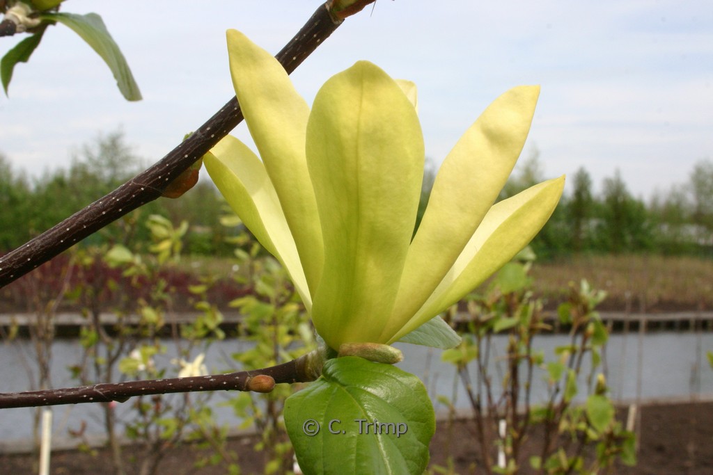 Magnolia ‘Sunburst’