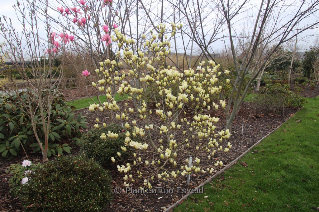 Magnolia ‘Sunrise’