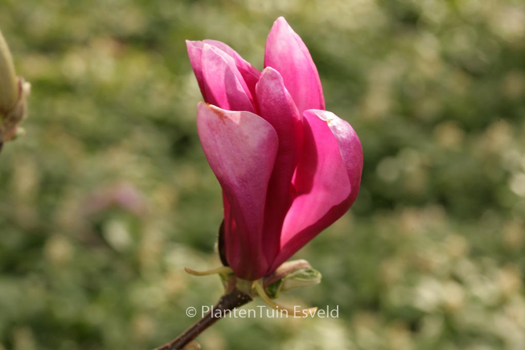 Magnolia ‘Susan’
