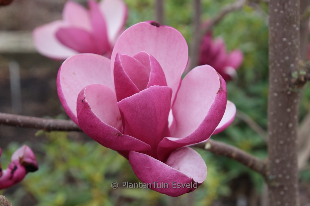 Magnolia ‘Theodora’