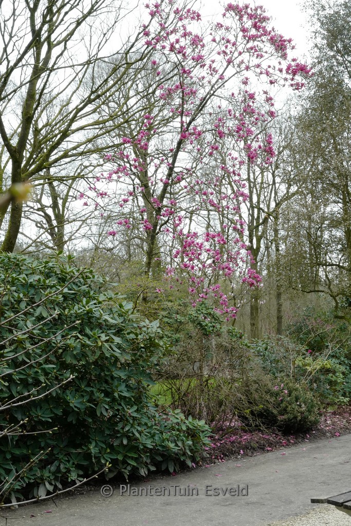 Magnolia ‘Vulcan’