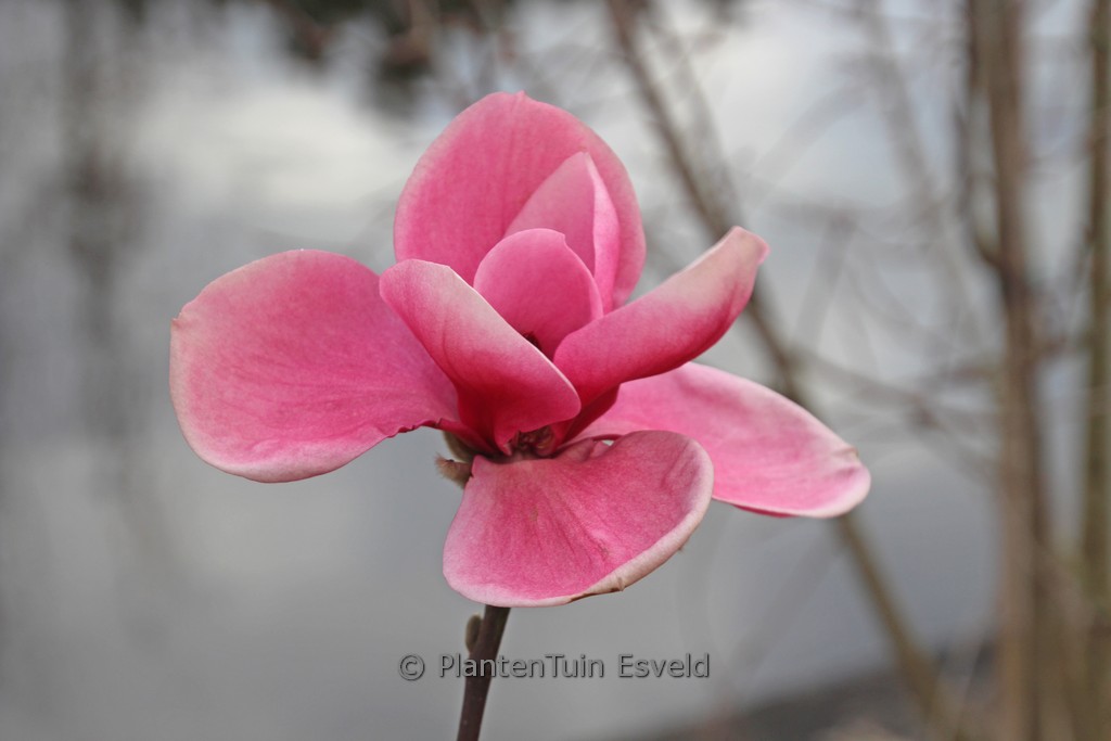 Magnolia ‘Watermelon’