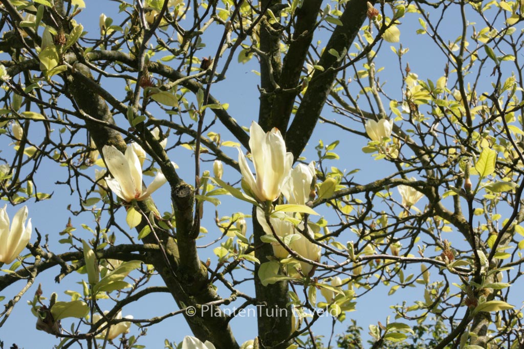 Magnolia ‘Yellow Lantern’