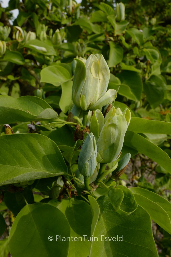 Magnolia acuminata ‘Seiju’